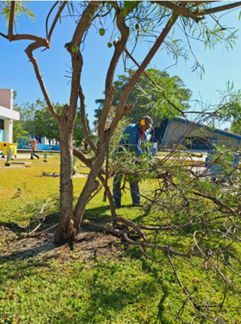 Poda de árbol